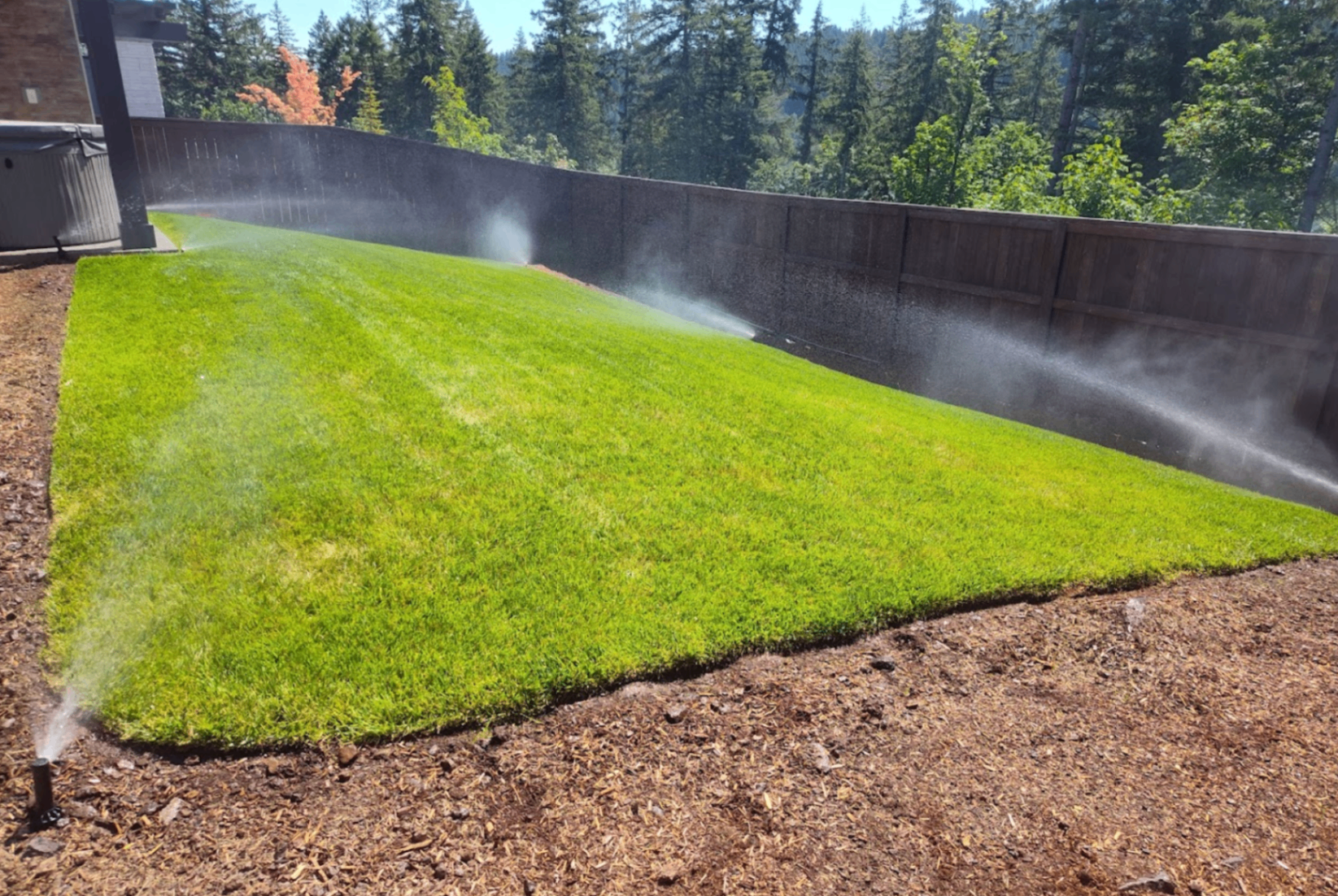 New sod lawn being watered by sprinklers