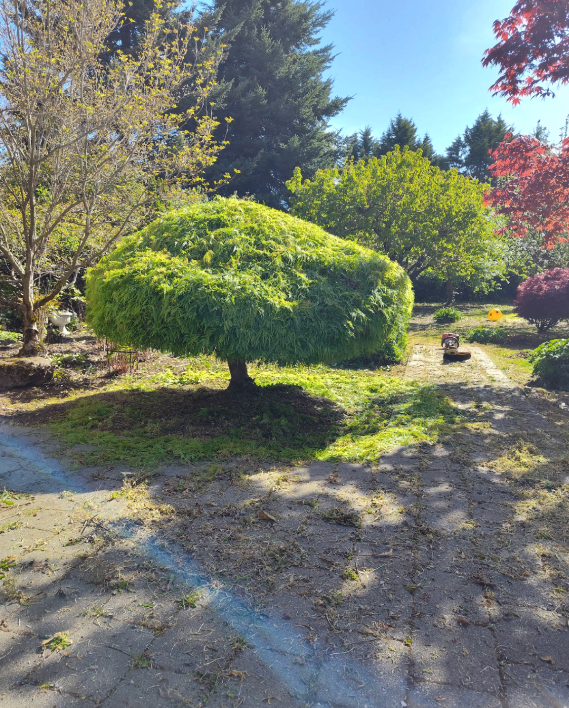 Expertly shaped ornamental tree in a maintained garden with fresh cleanup
