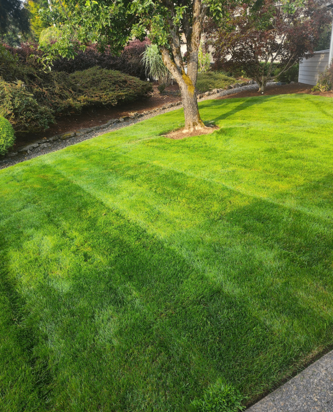 Freshly striped green front lawn