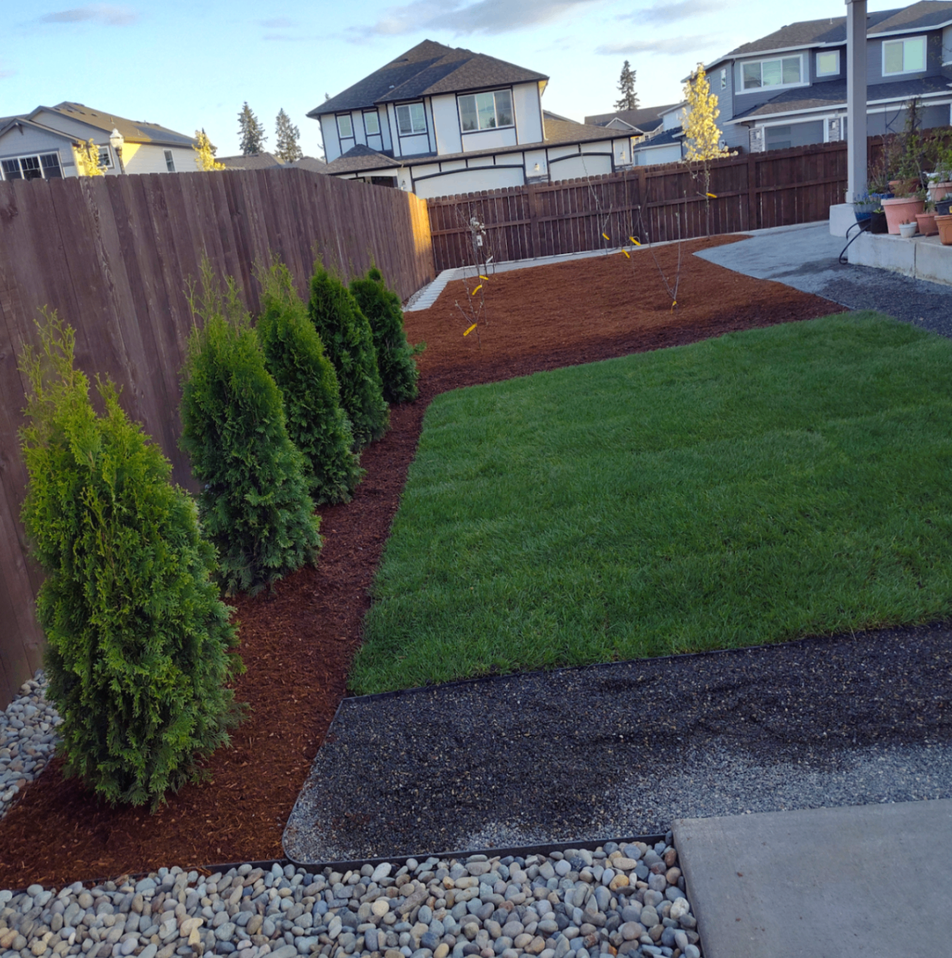 Fresh sod installation with privacy trees
